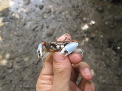Macrophthalmus definitus