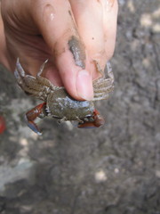 Macrophthalmus definitus