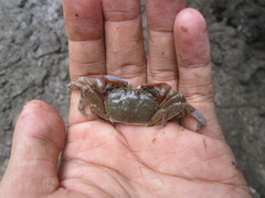 Macrophthalmus definitus