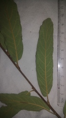 Quercus laeta