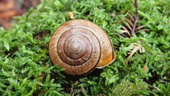 Helminthoglypta exarata