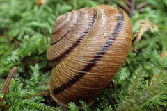 Helminthoglypta exarata