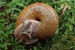 Helminthoglypta exarata