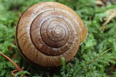 Helminthoglypta exarata