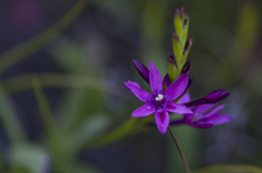 Thereianthus minutus