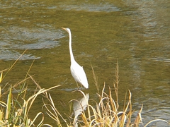 Ardea alba alba