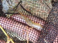 Macrobrachium nipponense