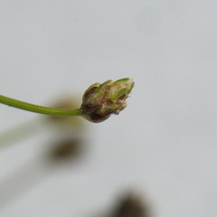 Isolepis setacea