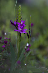 Thereianthus minutus