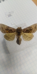 Autographa jota