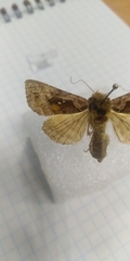 Autographa jota