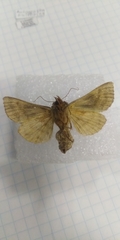 Autographa jota
