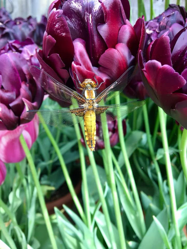 Broad-bodied chaser