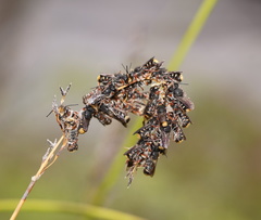 Megachile leucopyga