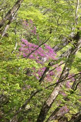 Rhododendron wadanum
