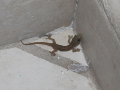 Phyllodactylus bordai