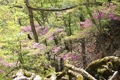 Rhododendron wadanum