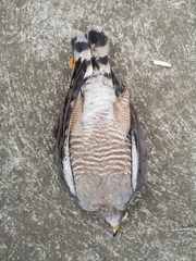 Rupornis magnirostris