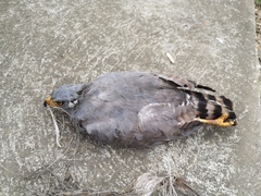 Rupornis magnirostris