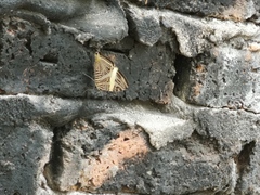 Colobura dirce