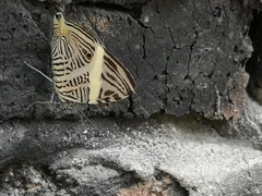 Colobura dirce