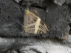 Colobura dirce