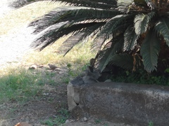 Columbina buckleyi