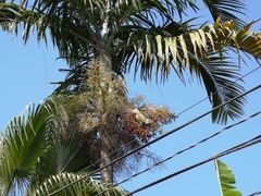 Iguana iguana
