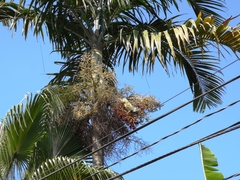 Iguana iguana