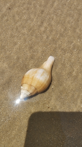 Brazilian chank shell