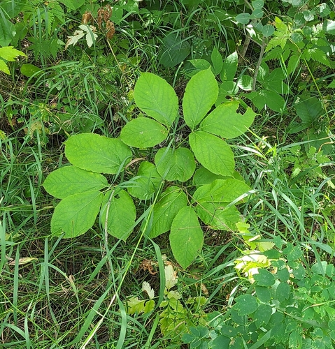 wild sarsaparilla