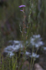 Disa inflexa