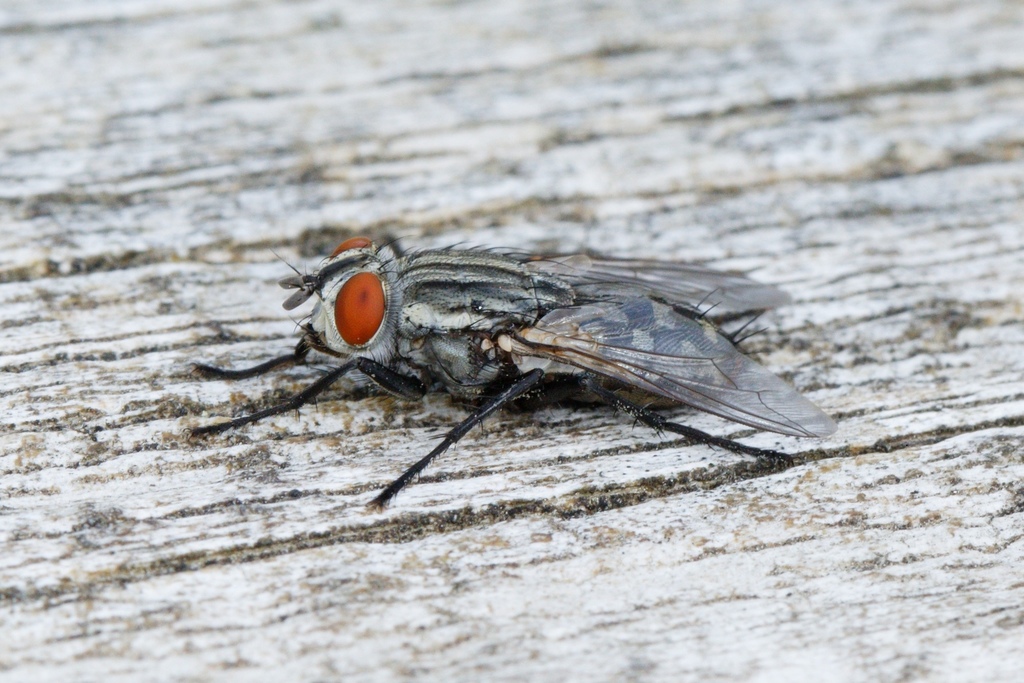 Sarcophaga crassipalpis