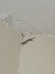 Hemidactylus frenatus