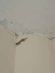Hemidactylus frenatus