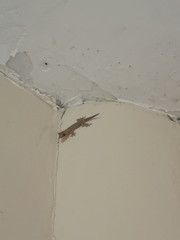 Hemidactylus frenatus