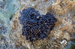 Chelonaplysilla violacea