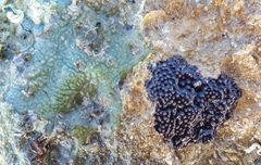 Chelonaplysilla violacea