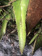 Kalanchoe daigremontiana