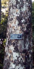 Dipterocarpus alatus