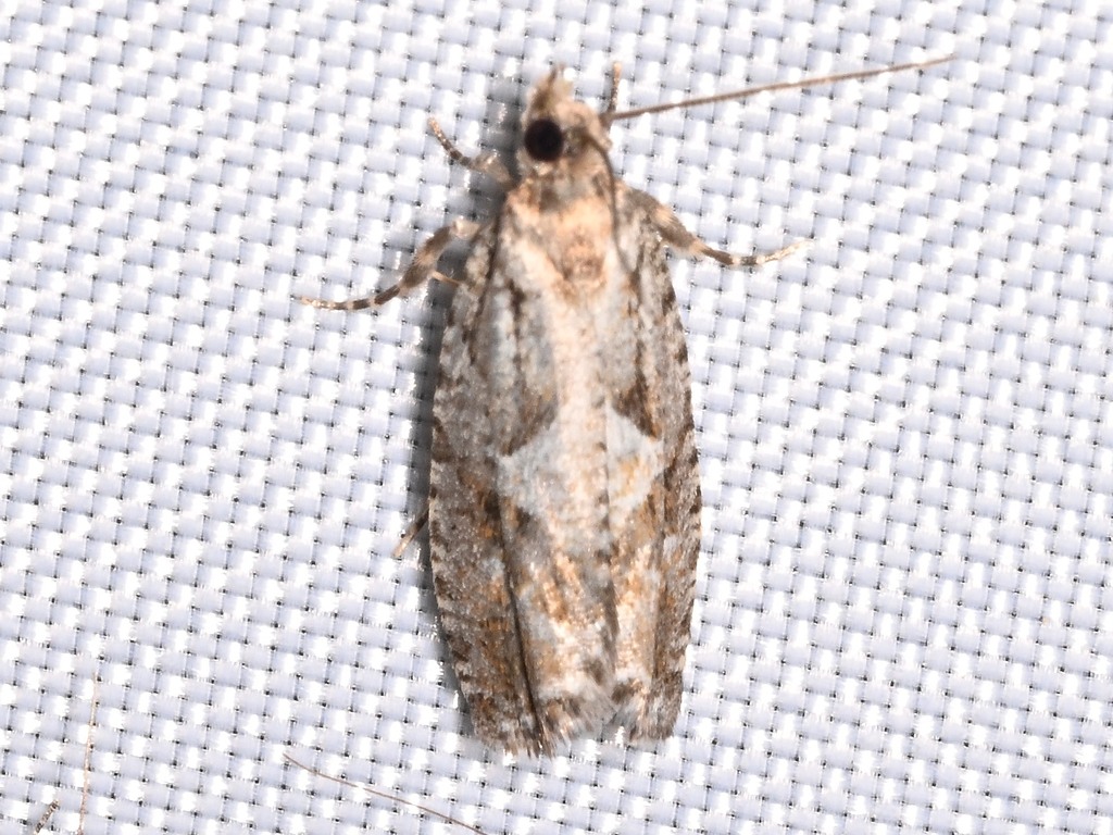 Douglas-fir Bud Moth