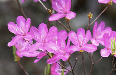 Rhododendron wadanum