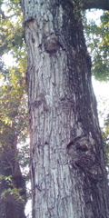 Hopea odorata
