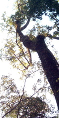 Hopea odorata