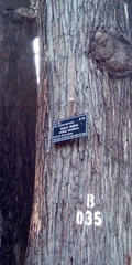 Hopea odorata