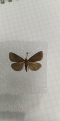 Evergestis aenealis