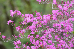 Rhododendron wadanum