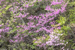 Rhododendron wadanum