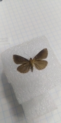 Evergestis aenealis
