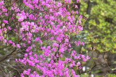 Rhododendron wadanum